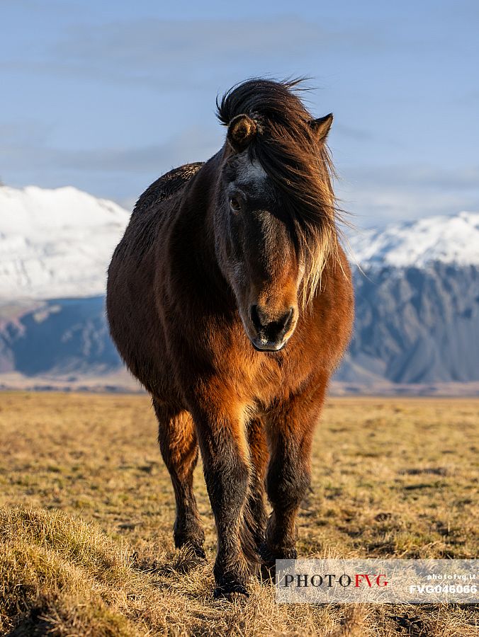 Icelandic horse, north Iceland, Europe